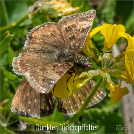 Dunkler Dickkopffalter - © Michael C. Thumm